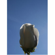 White rose bud backlit against blue sky photo sculpture