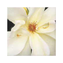 White Rose Photography Stretched Canvas Print