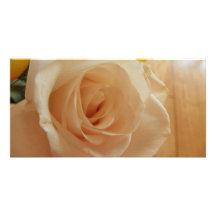 White Rose Picture Card