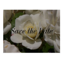 White Rose, Save the Date Postcard