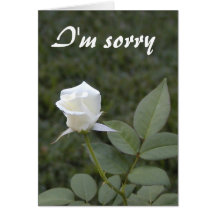 White rosebud apology card