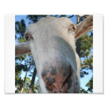 White saanen dairy goat doe nose close up HI Photo