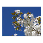 White Sakura Blossoms Post Card