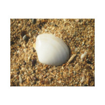 White Shell on the Beach Gallery Wrap Canvas