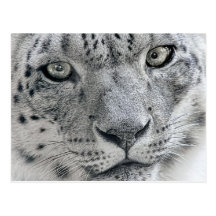 White Snow Leopard Nature Photograph Postcards