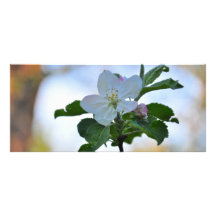 White spring flower customised rack card