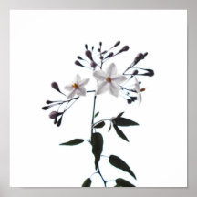White Star Flowers Print