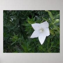 White Star Posters