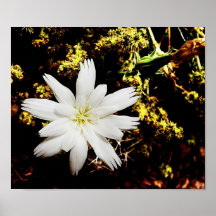 White Star Print