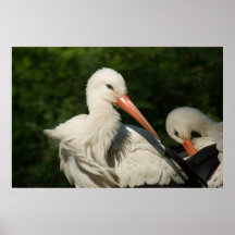 White Stork Print