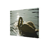 White swan bathing in the morning light canvas prints