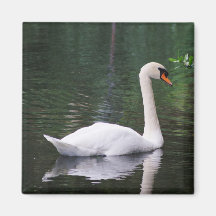 White Swan Magnet