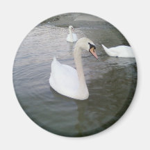 White Swans Refrigerator Magnet
