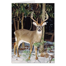 White Tail Buck Greeting Card