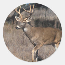 White Tail Deer Sticker