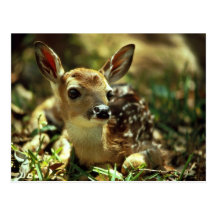 White-tailed Deer Fawn Postcards