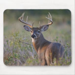 white-tailed deer Odocoileus virginianus) 2 Mouse Pads