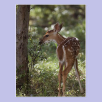 White-tailed Deer, Odocoileus virginianus, 2 postcards