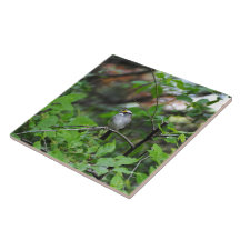White Throated Sparrow Tile