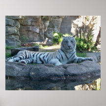 White Tiger 1 Print