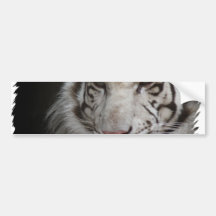 White Tiger Bumper Sticker