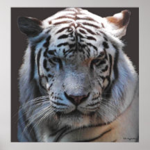 White Tiger Closeup Posters