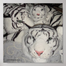 WHITE TIGER FAMILY POSTERS