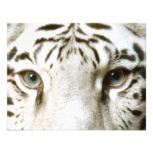 White Tiger Feng Shui Invitation ~ EZ2 Customise
