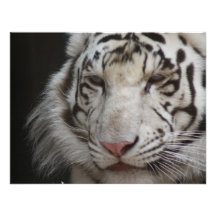 White Tiger Invitation