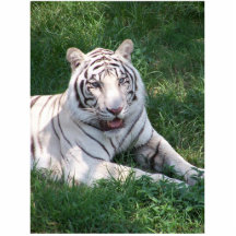 White tiger on green grass vertical frame picture photo cutouts