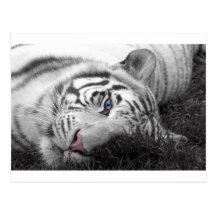 White tiger postcards