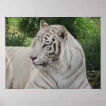 White Tiger Poster