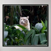 White Tiger Poster