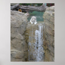 White Tiger Posters