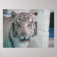 white tiger poster