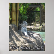 White Tiger Poster