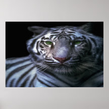 White tiger poster