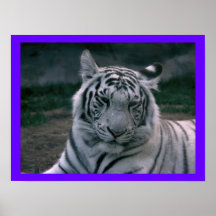 White tiger poster