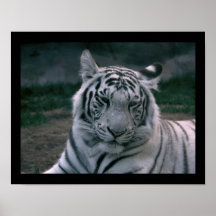 WHITE TIGER POSTERS