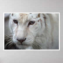 white tiger posters