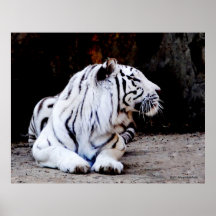 White Tiger Profile Print