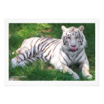 White Tiger with Blue Eyes Licking Nose Custom Announcement