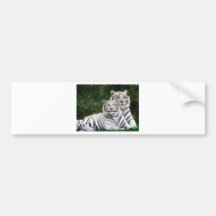 White Tigers Bumper Sticker
