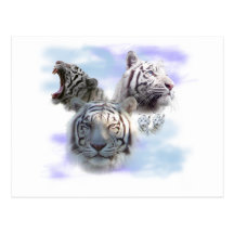 White Tigers Postcard