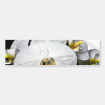 White Tropical Flower Bumper Stickers