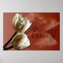 White Tulip Beauty Poster