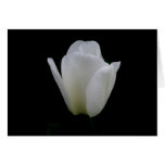 White Tulip cards