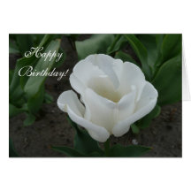 white tulip greeting cards
