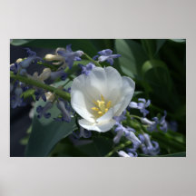 White Tulip Print
