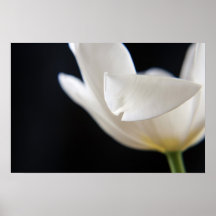 White Tulip Poster